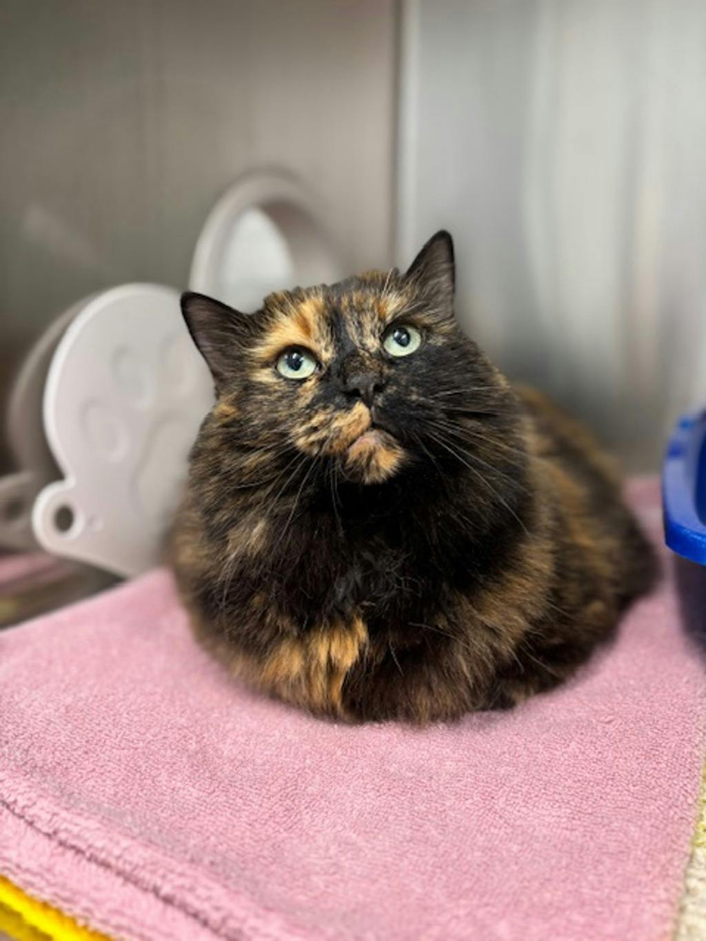 Faith, a 10 years old Tortoiseshell Female Domestic Longhair Cat