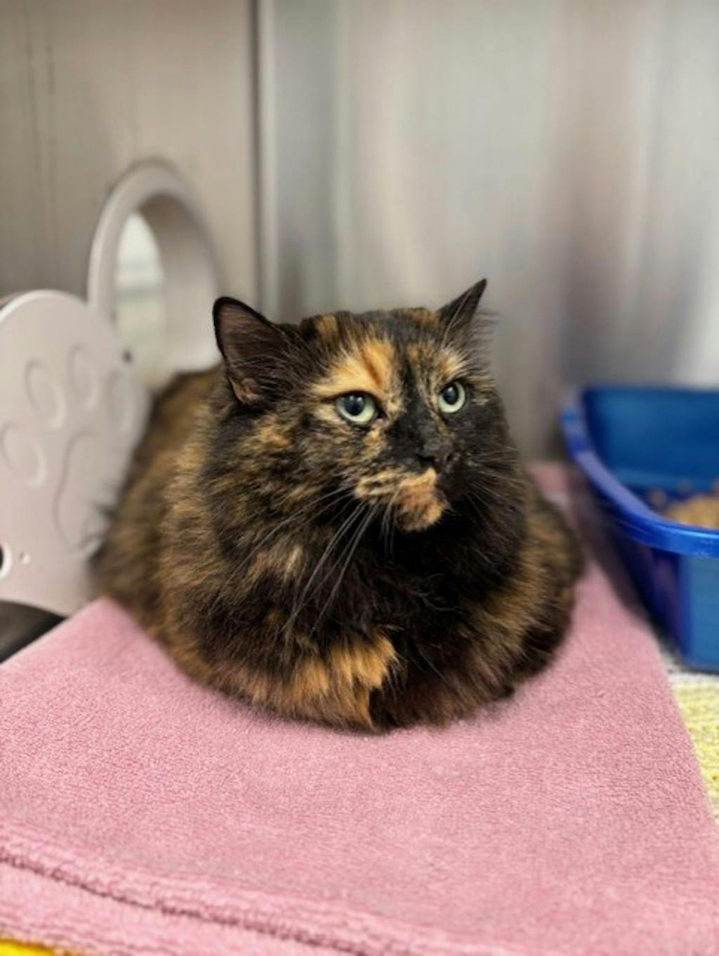Faith, a 10 years old Tortoiseshell Female Domestic Longhair Cat