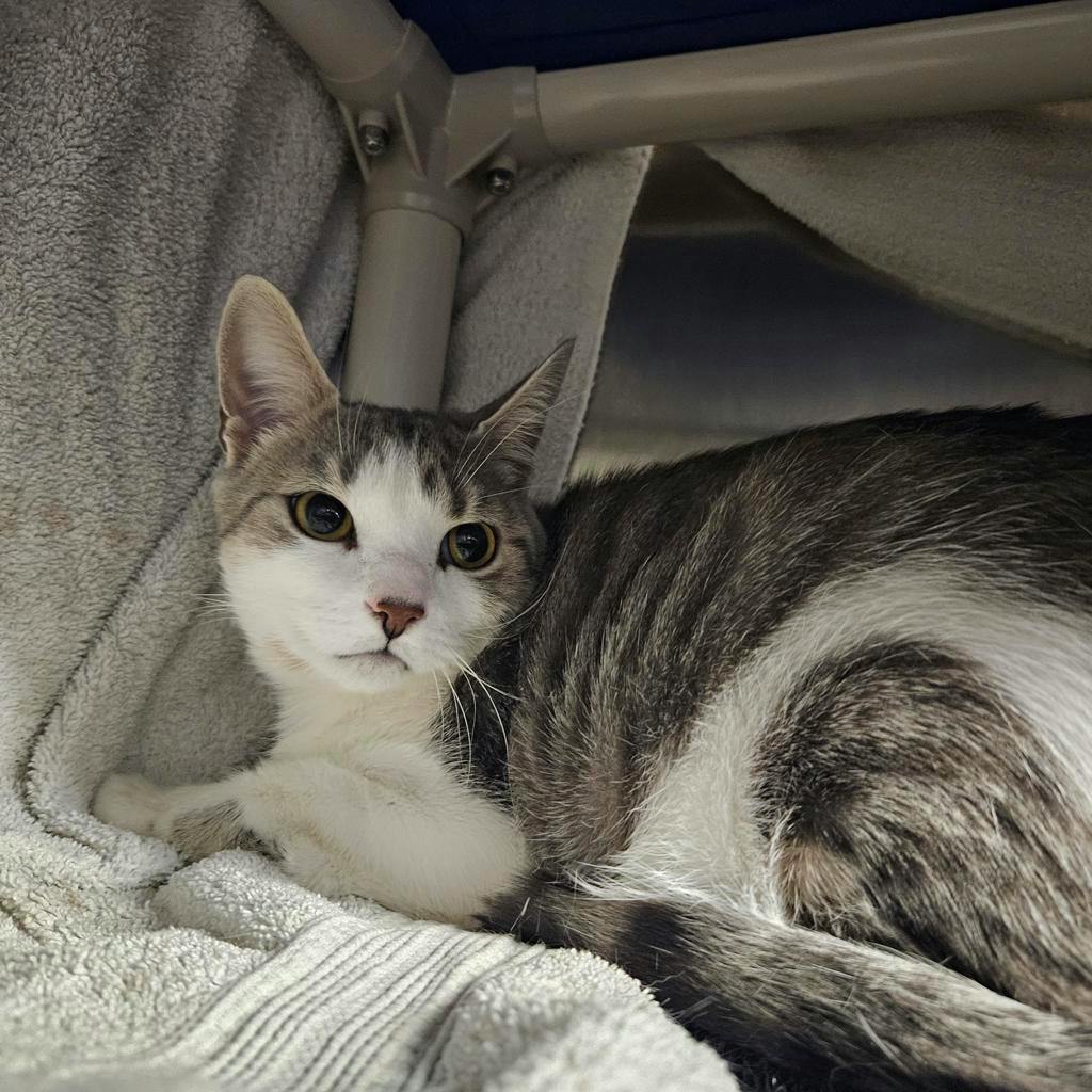 Meow Meow, a 1 year old Grey Tabby Female Domestic Short Hair Cat