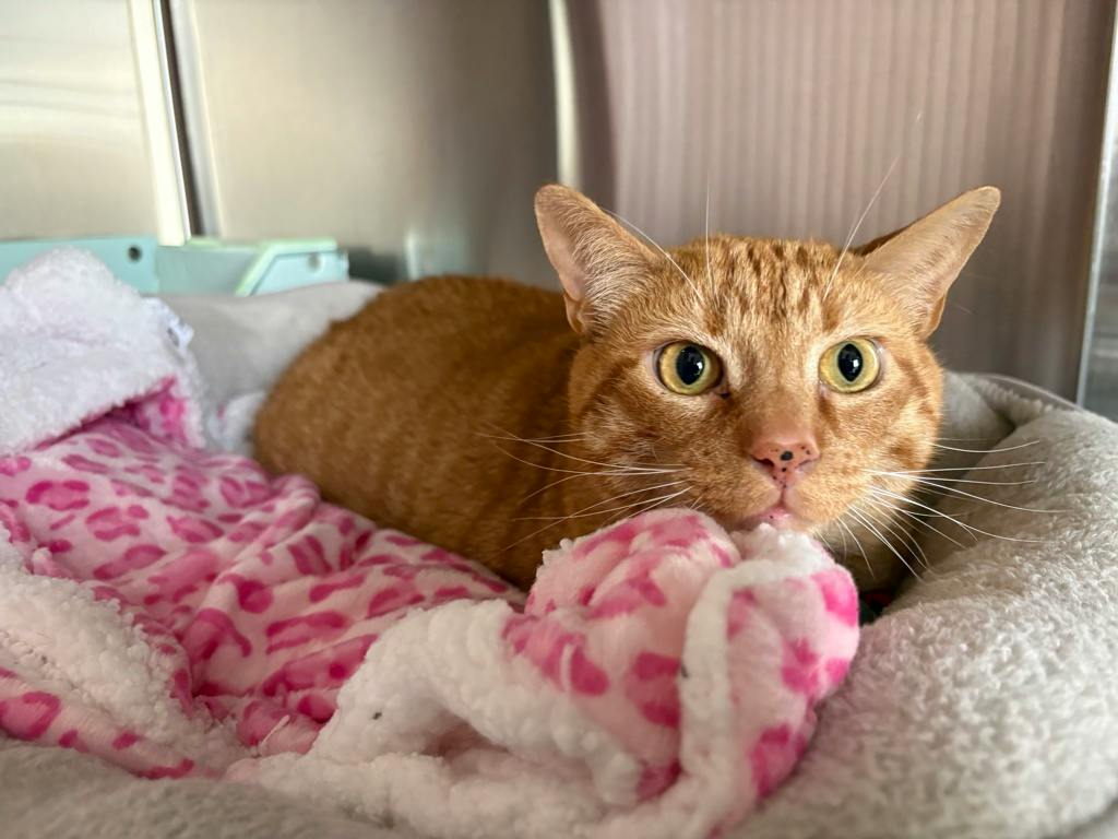 Milo, a 9 years old Orange Male Domestic Short Hair Cat