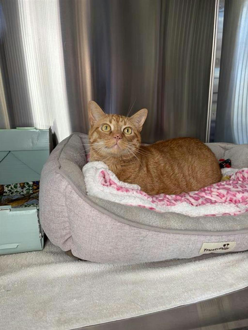 Milo, a 9 years old Orange Male Domestic Short Hair Cat