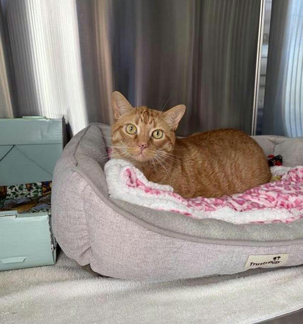 Milo, a 9 years old Orange Male Domestic Short Hair Cat