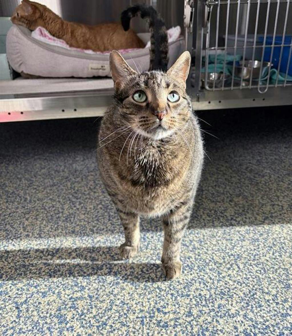 Aj, a 9 years old Brown Tabby Male Domestic Short Hair Cat