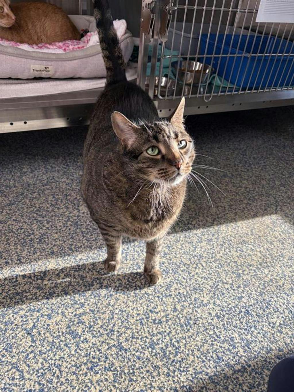 Aj, a 9 years old Brown Tabby Male Domestic Short Hair Cat