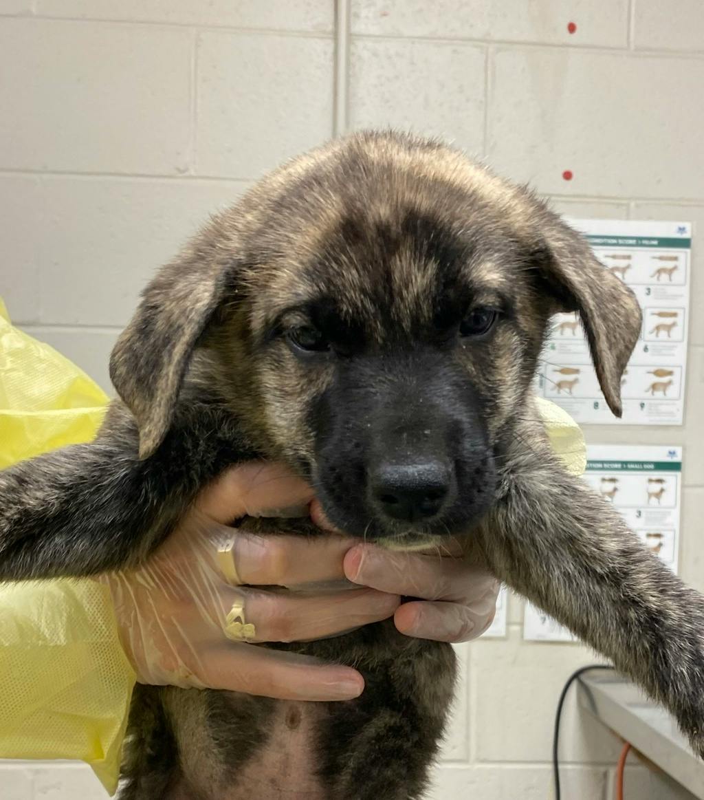 Dean, a 10 weeks old Brindle Male Shepherd Puppy