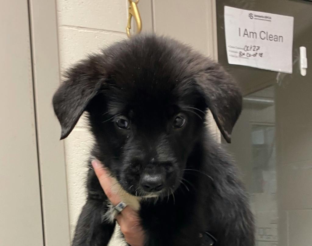 Castiel, a 10 weeks old Black Male Shepherd Puppy