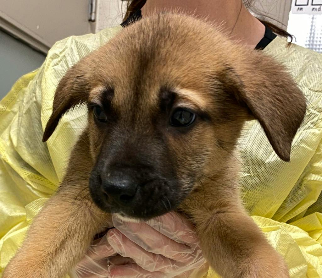 Bobby, a 10 weeks old Tan Male Shepherd Puppy