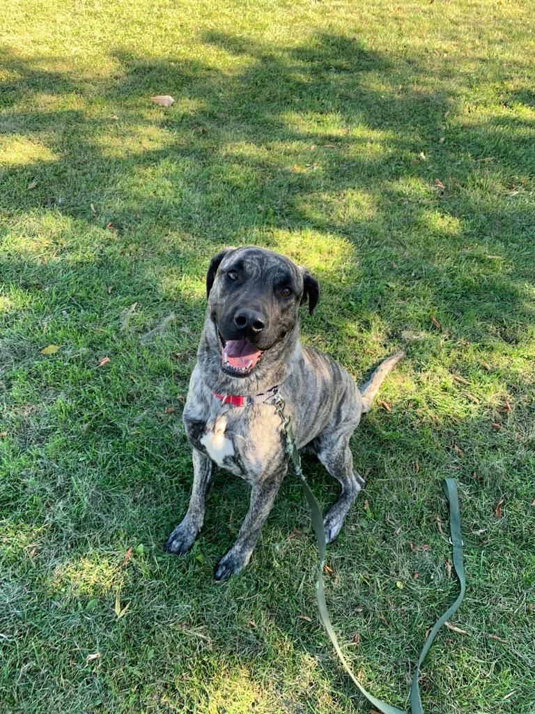 Angel, a 2 years old Brindle Female Kangal Dog