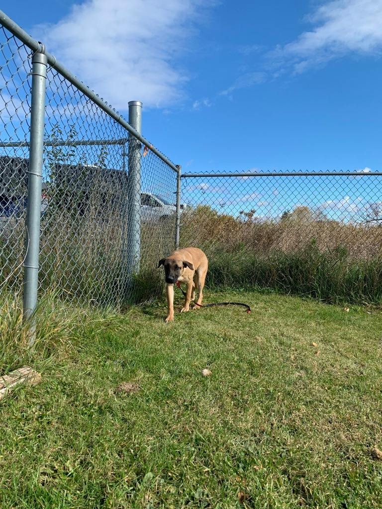 Lennie, a 6 months old Tan Male Mastiff Dog
