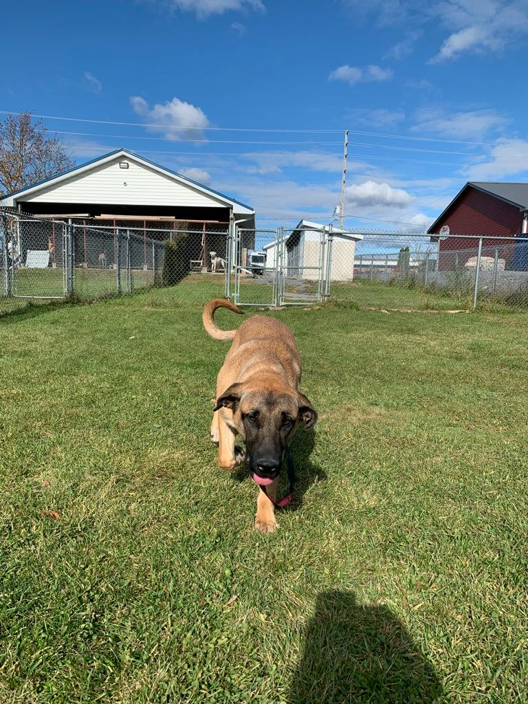Lennie, a 6 months old Tan Male Mastiff Dog