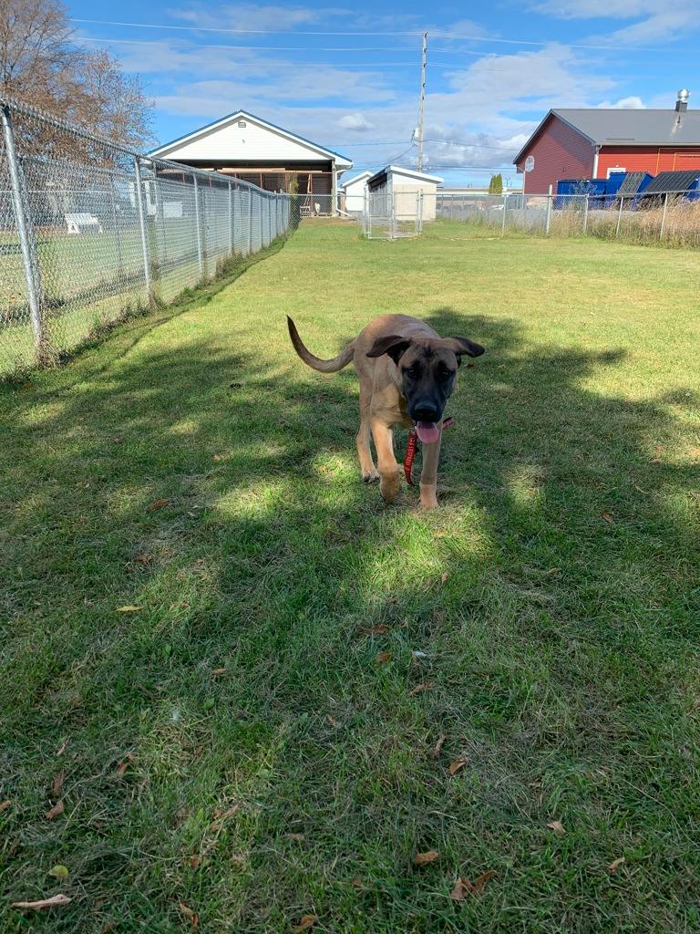 Lennie, a 6 months old Tan Male Mastiff Dog
