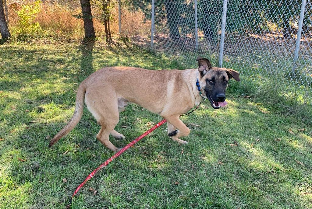 Lennie, a 6 months old Tan Male Mastiff Dog
