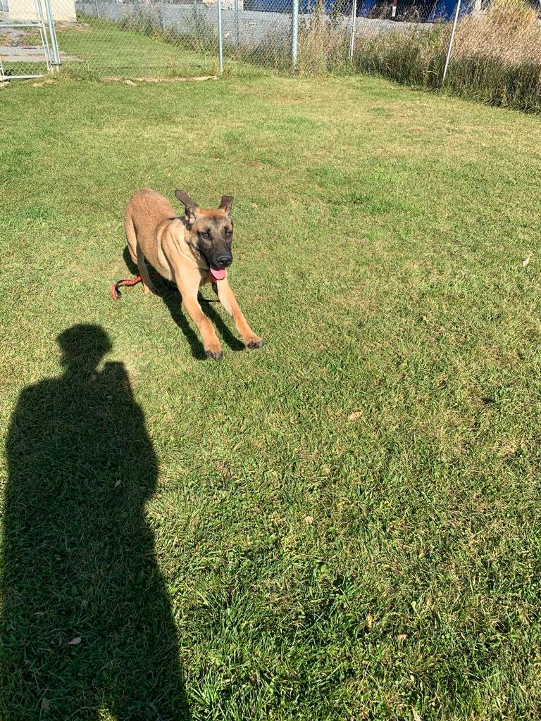 Lennie, a 6 months old Tan Male Mastiff Dog
